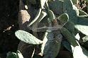 Cyrtophora_citricola_D3290_Z_78_Valle Gran Rey_Spanje